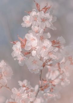 家主柚普、桃野家一家の日常日記。