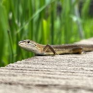 Goemon24さんのアイコン画像