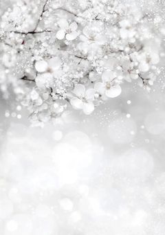 白銀の君を薄紅に染める方法