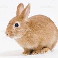 うささんのアイコン画像