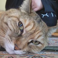 さこももさんのアイコン画像