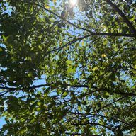 コードさんのアイコン画像