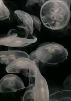 青林檎さんの体調不良