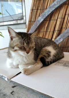 にちじょーにっき