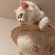 ねこさんのアイコン画像