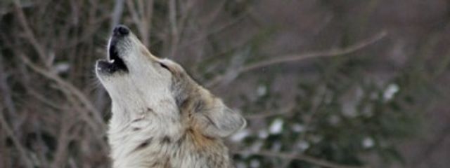 桃源暗記②携帯さんの壁紙画像