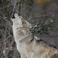 狼神さんのアイコン画像