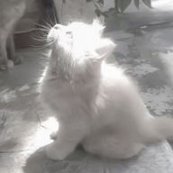 　　셀라さんのアイコン画像