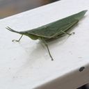 狐