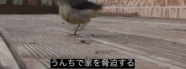 liinaさんの壁紙画像