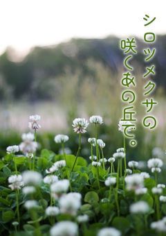 シロツメクサの咲くあの丘で。