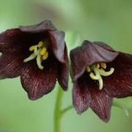 藍成 🍯🍏@2026年~読み専になりましたさんのアイコン画像