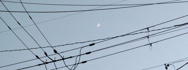 セッター好きさんの壁紙画像