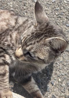 僕の学校で出会った出来事（マジモンです）