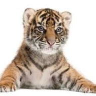 虎さんのアイコン画像