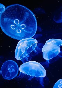 人外研究所に居る自分達、国に飼われる事になりました。【ヘタリア参加型】〆