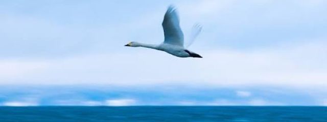 有葉。🦢🌌　@ただいま。🫧さんの壁紙画像