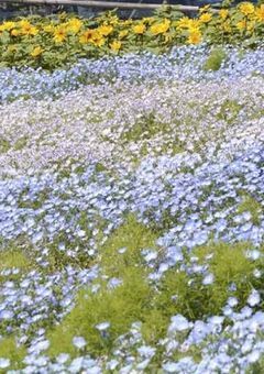2人の妖精、溶けていった1輪の花