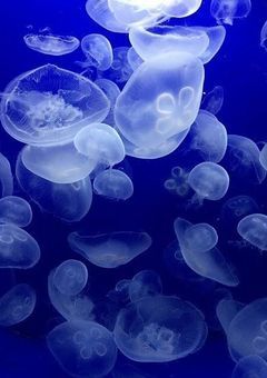 // クラゲ クラゲの はぃしんへゃ! //
