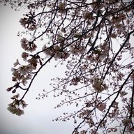 Miyu🐈さんのアイコン画像