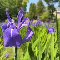 音新雅@低浮さんのアイコン画像