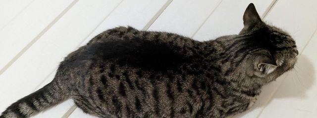 きゃらめるさんの壁紙画像