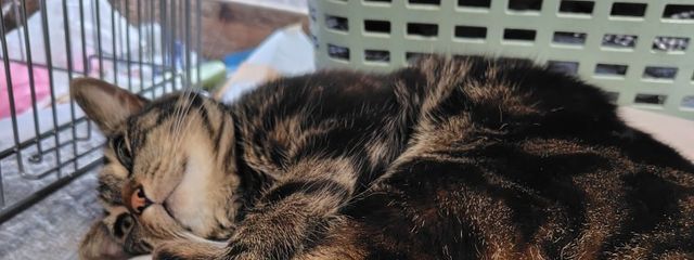 あんみつだんごさんの壁紙画像