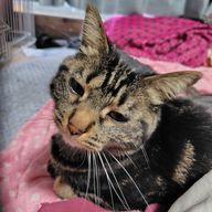 あんみつだんごさんのアイコン画像