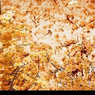 さくらさんのアイコン画像