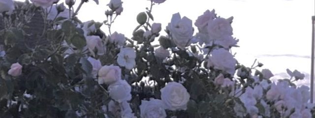  あるちゃん　さんの壁紙画像