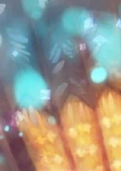 【鬼滅ヘタ】ラテン男と日本男児は鬼を狩る