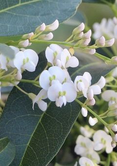  映画 【 ハ ー デ ン ベ ル ギ ア の 花 言 葉 】