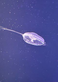 とてもじゃないけど貴方に会いたくて。