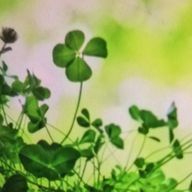 よつば🍀*゜さんのアイコン画像