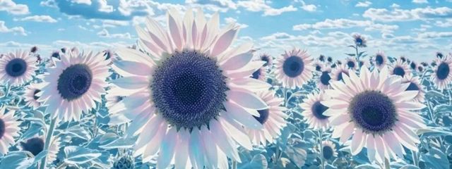 ぴっぴさんの壁紙画像