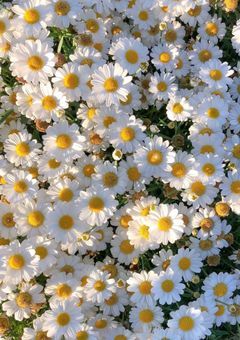 貴女の花が枯れるまで