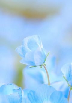 余命1年の私と余命1年の僕