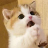 ^ᴗ ̫ ᴗ^♡さんのアイコン画像