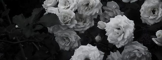 佐野  。さんの壁紙画像