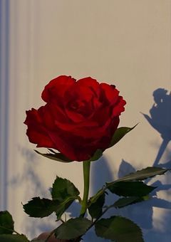 薔薇