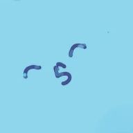 かげながらおりーぶ🍤🚬🖤さんのアイコン画像