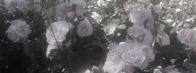 の え るさんの壁紙画像