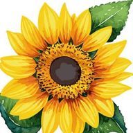 向日葵🌻さんのアイコン画像