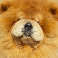 チャムチャムさんのアイコン画像
