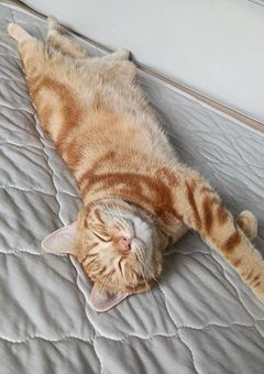 もあとこはく