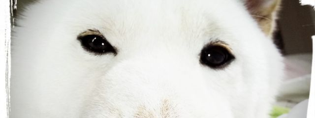 ゴリラさんの壁紙画像