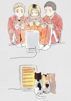 ハイキューの世界に猫として生を受けました。
