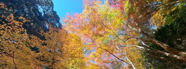 らむね©さんの壁紙画像