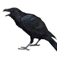 カラスさんのアイコン画像