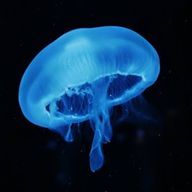 夜さんのアイコン画像